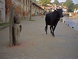 Kathmandu Pashupatinath 06 Cow Walking Past 7C Half-Buried Buddha Statue